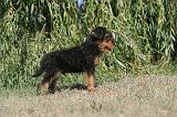 AIREDALE TERRIER 074